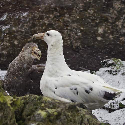 Семейная сцена