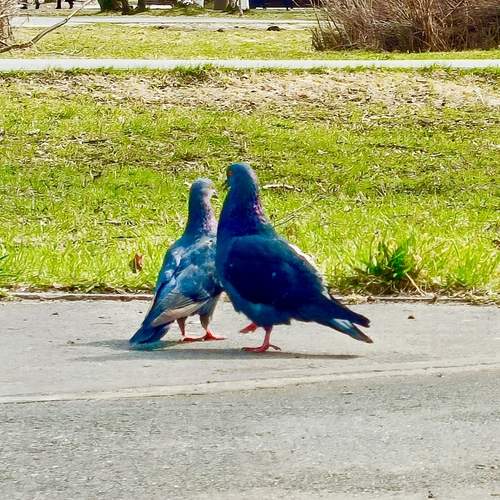 Photo #13097145