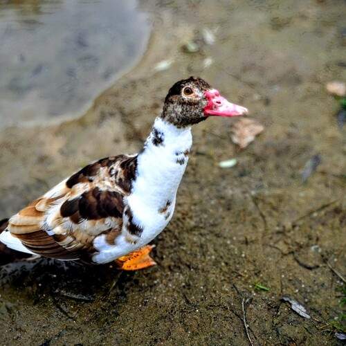Photo #13097149