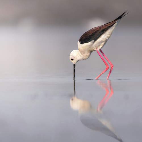 Фотография #13097170