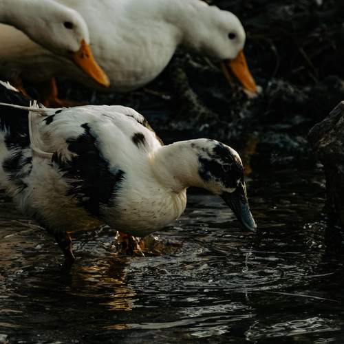 Photo #13097317