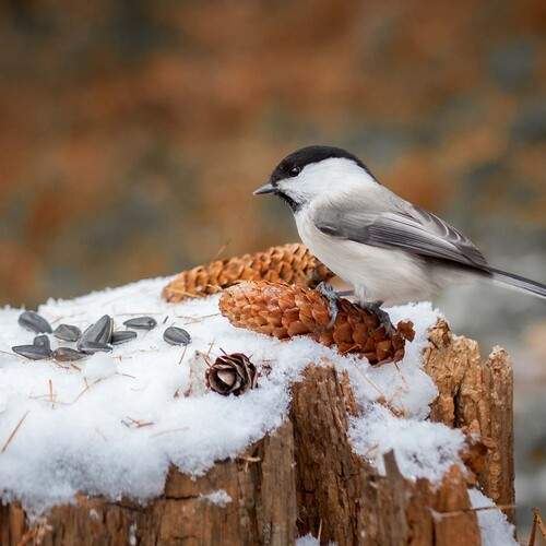 Photo #13097584