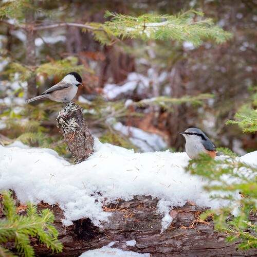 Photo #13097585