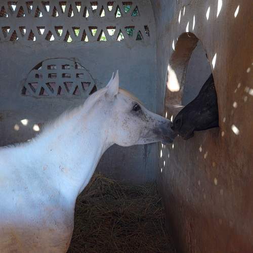 Photo #13097643