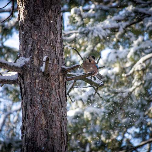 Фотография #13097927