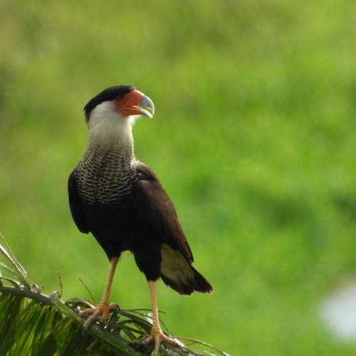 Фотография #13098000