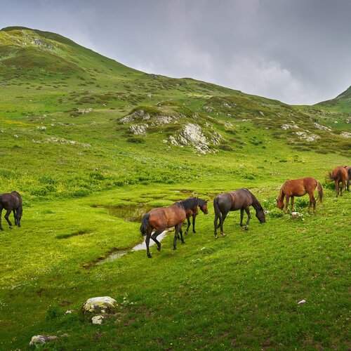 Photo #13098002