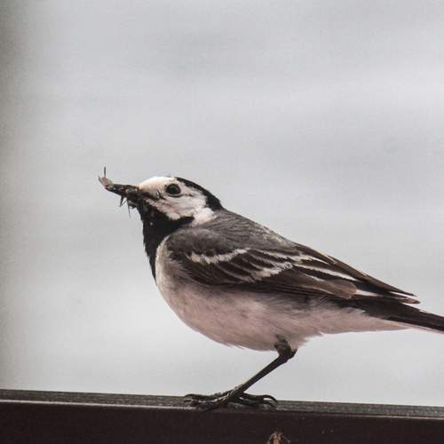 Photo #13098077