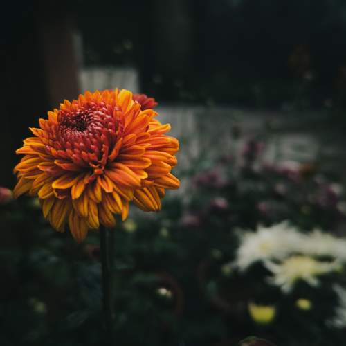Flower of orange