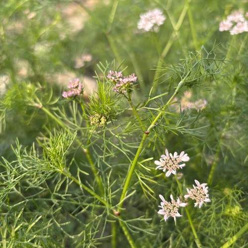 Photo #13098327