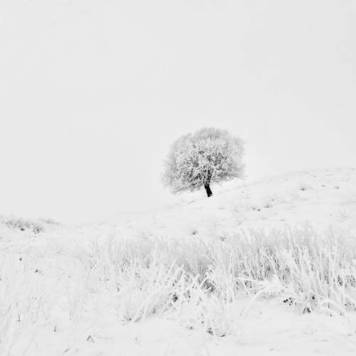 Одинокое дерево