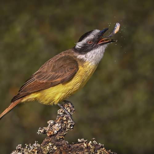 Фотография #13098451