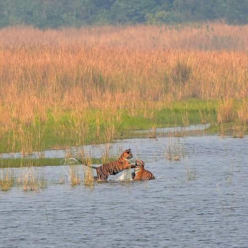 Photo #13098712