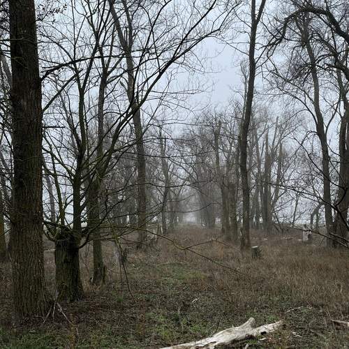 Photo #13098718