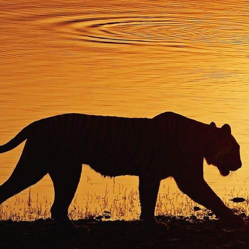 Photo #13098720