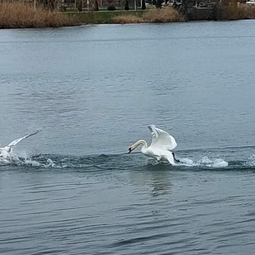 Photo #13098996