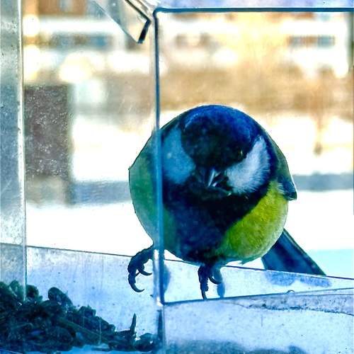 Photo #13099105