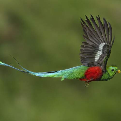 Flight of the Forest Jewel