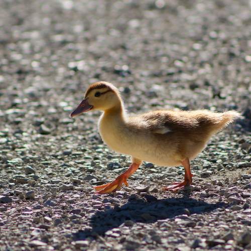 Фотография #13099145