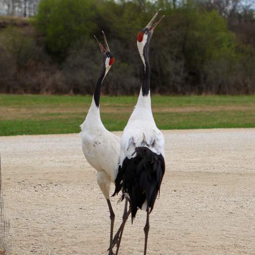 Фотография #13099146