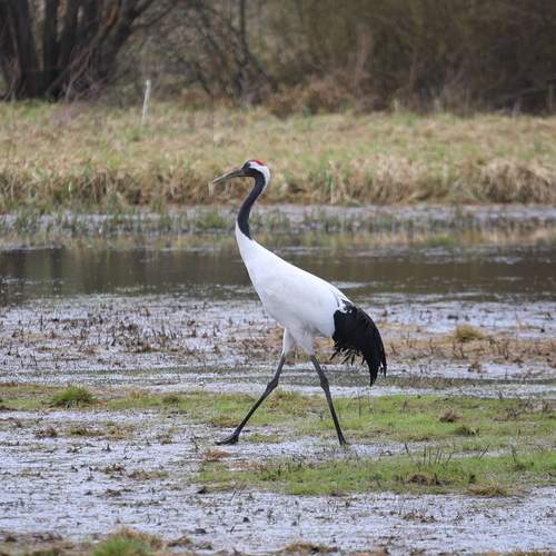 Фотография #13099147