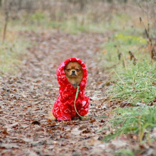 Photo #13099273