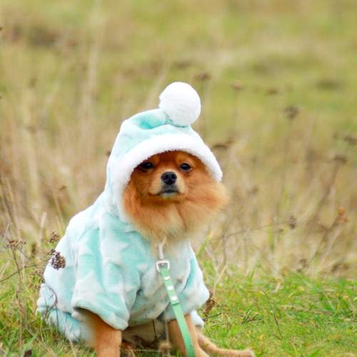 Photo #13099285