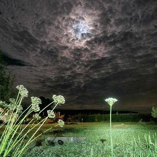 Photo #13099332