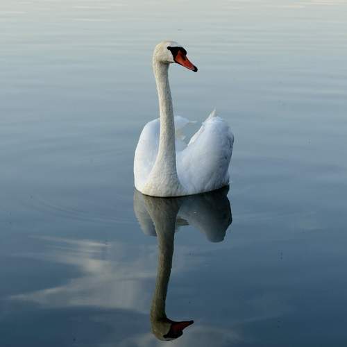 Photo #13099608