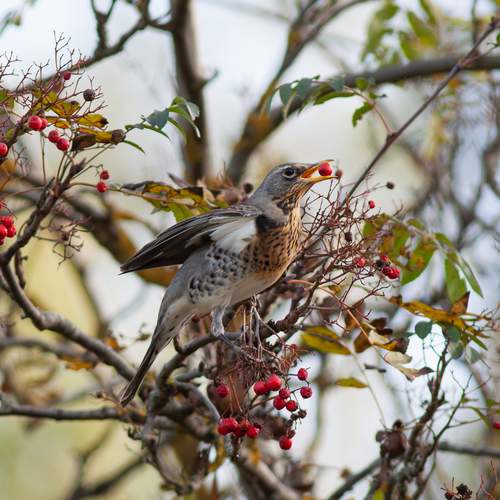 Photo #13099827