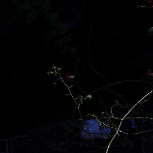 Photo #13099872