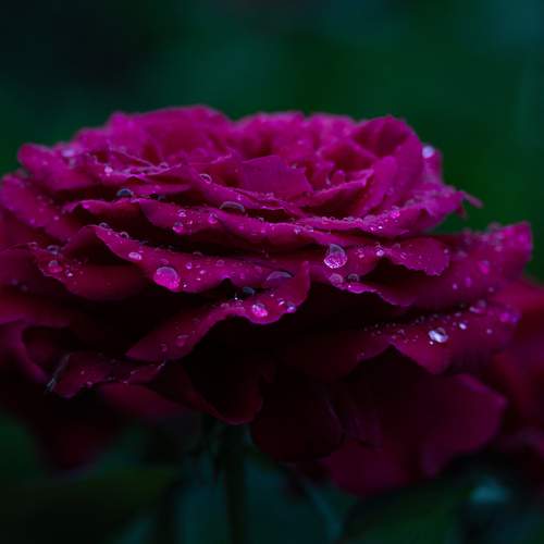 Photo #13099887