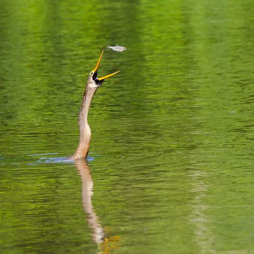 Photo #13100045