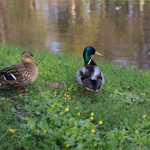 Photo #13100073