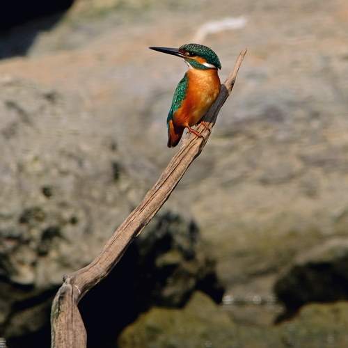 Photo #13100183