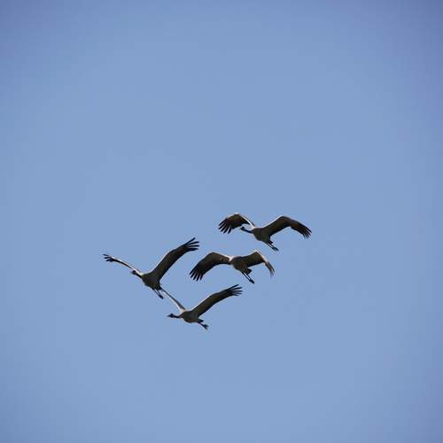 Photo #13100244