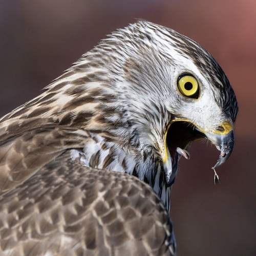 Фотография #13100333