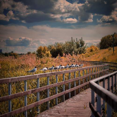 Photo #13100410