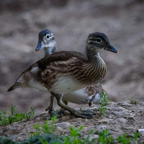 Photo #13100471