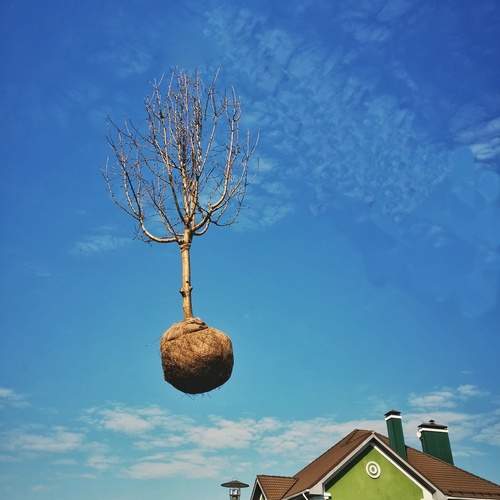 Photo #13100485