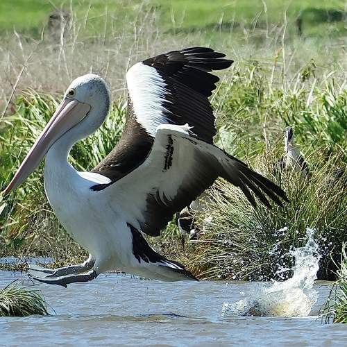 Photo #13100659