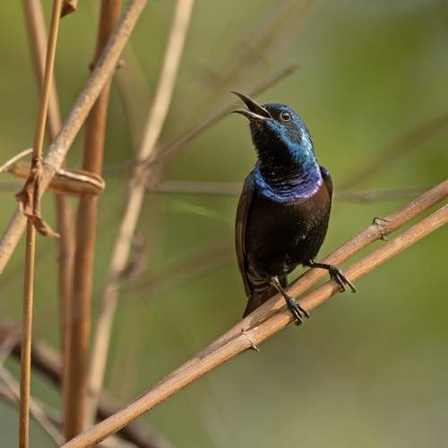 Glittering Sunbird