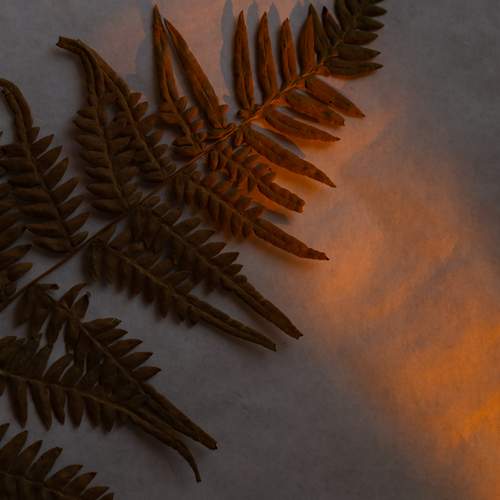 Photo #13100972