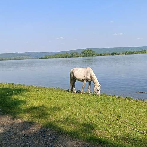 Photo #13101460
