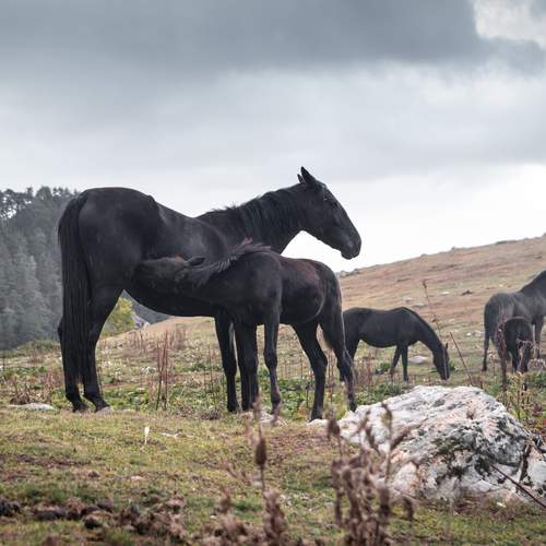 Фотография #13101552