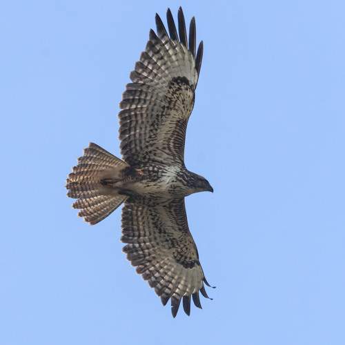 Photo #13101599