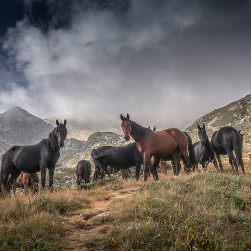 Фотография #13101652