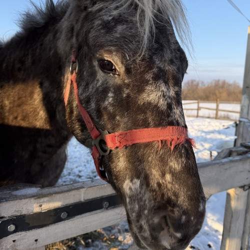 Photo #13101903