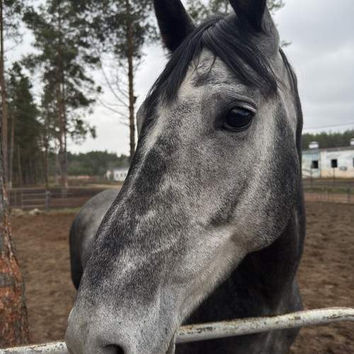 Photo #13101906