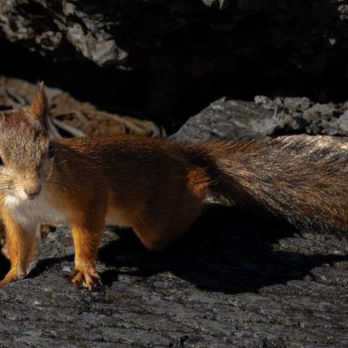 Photo #13101990